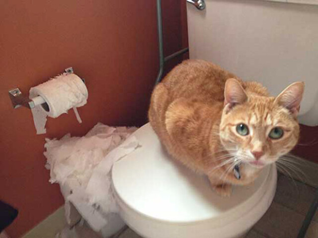 Кошки против туалетной бумаги: вечное противостояние (23 фото)