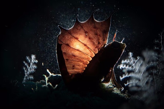 Победители конкурса подводной фотографии Ocean Art 2023