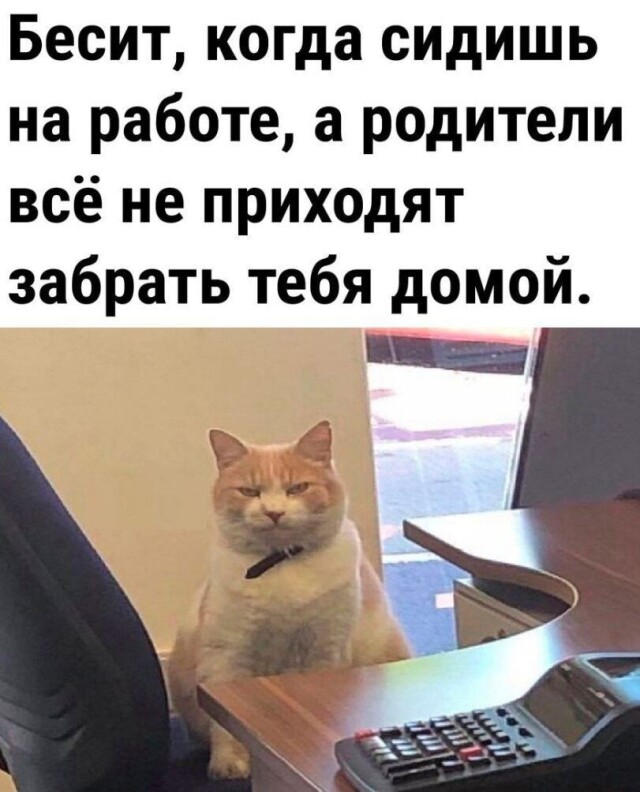 Свежий сборник мемов: «Школьные учителя были правы…»