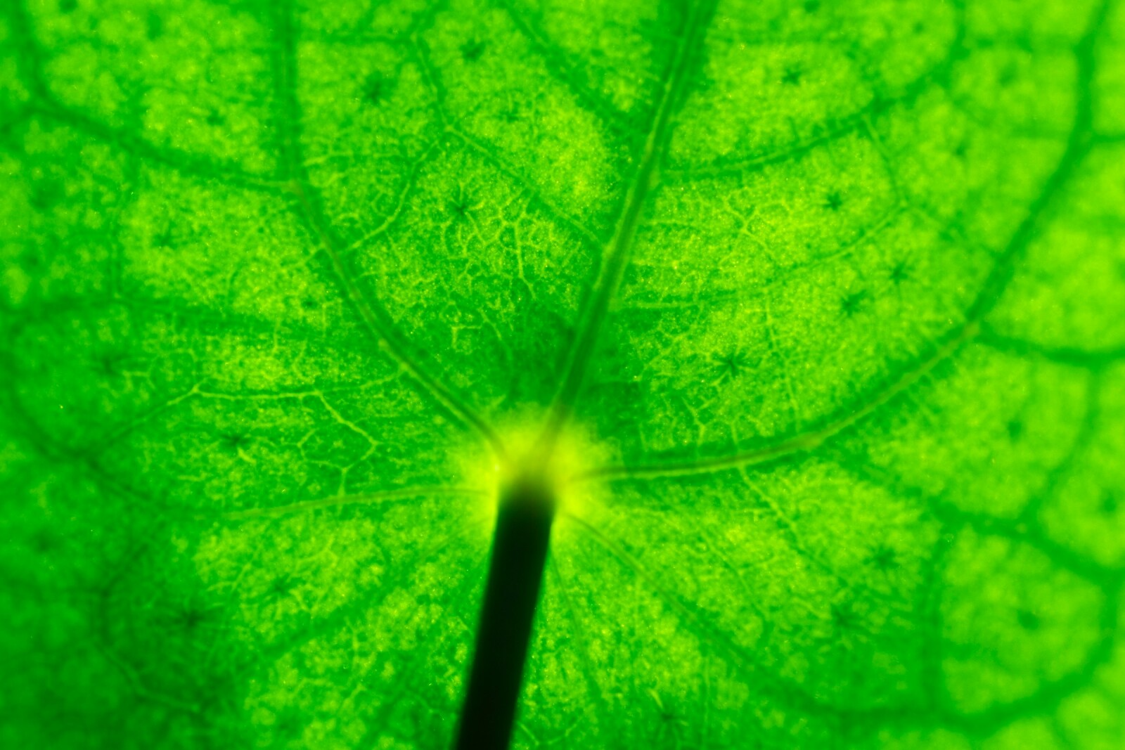 хлорофилл в зеленом листе