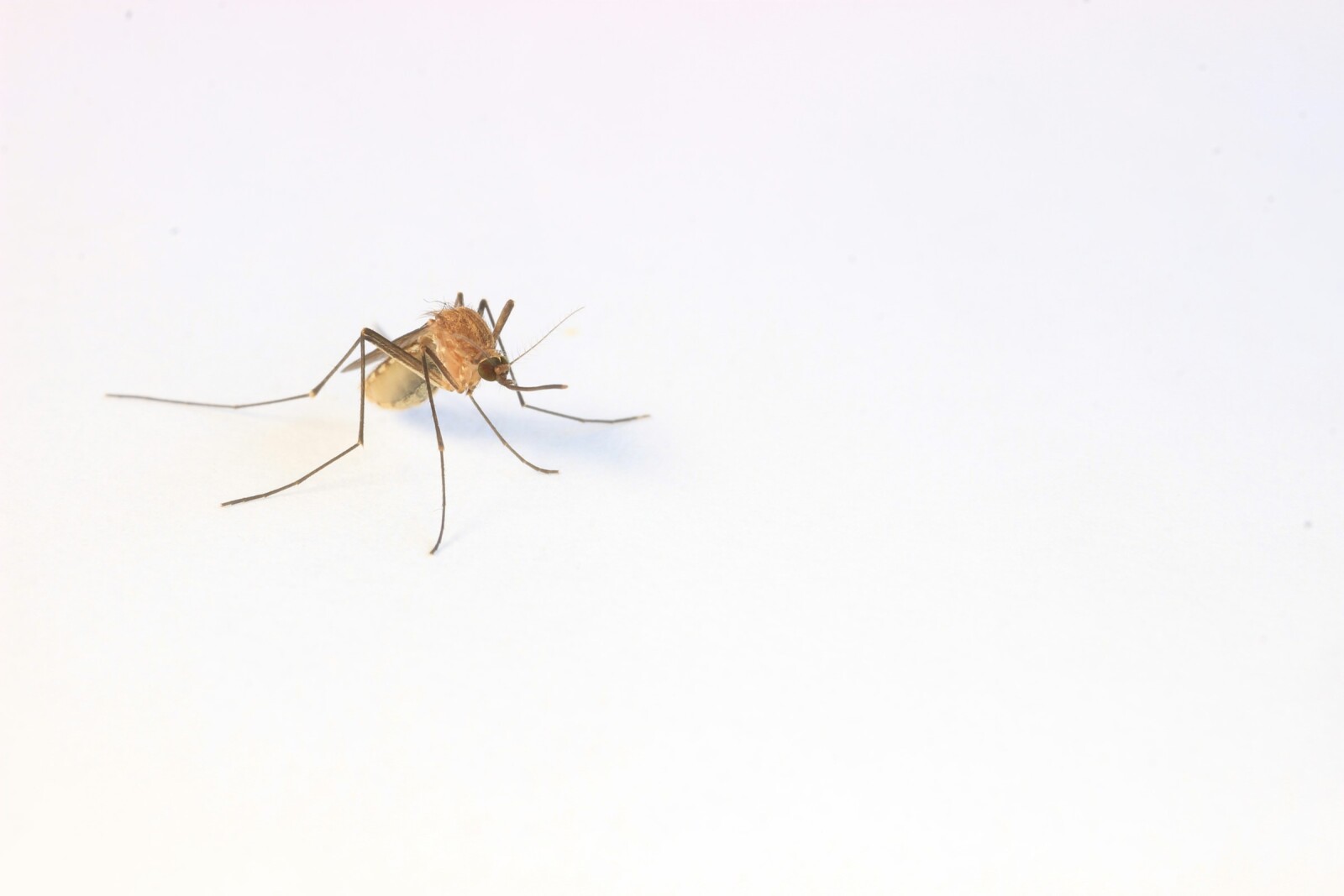 Почему комары пьют кровь