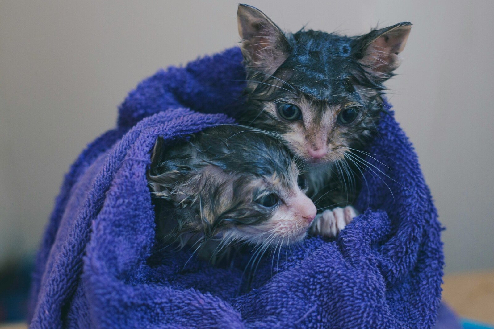 котята в полотенце после купания