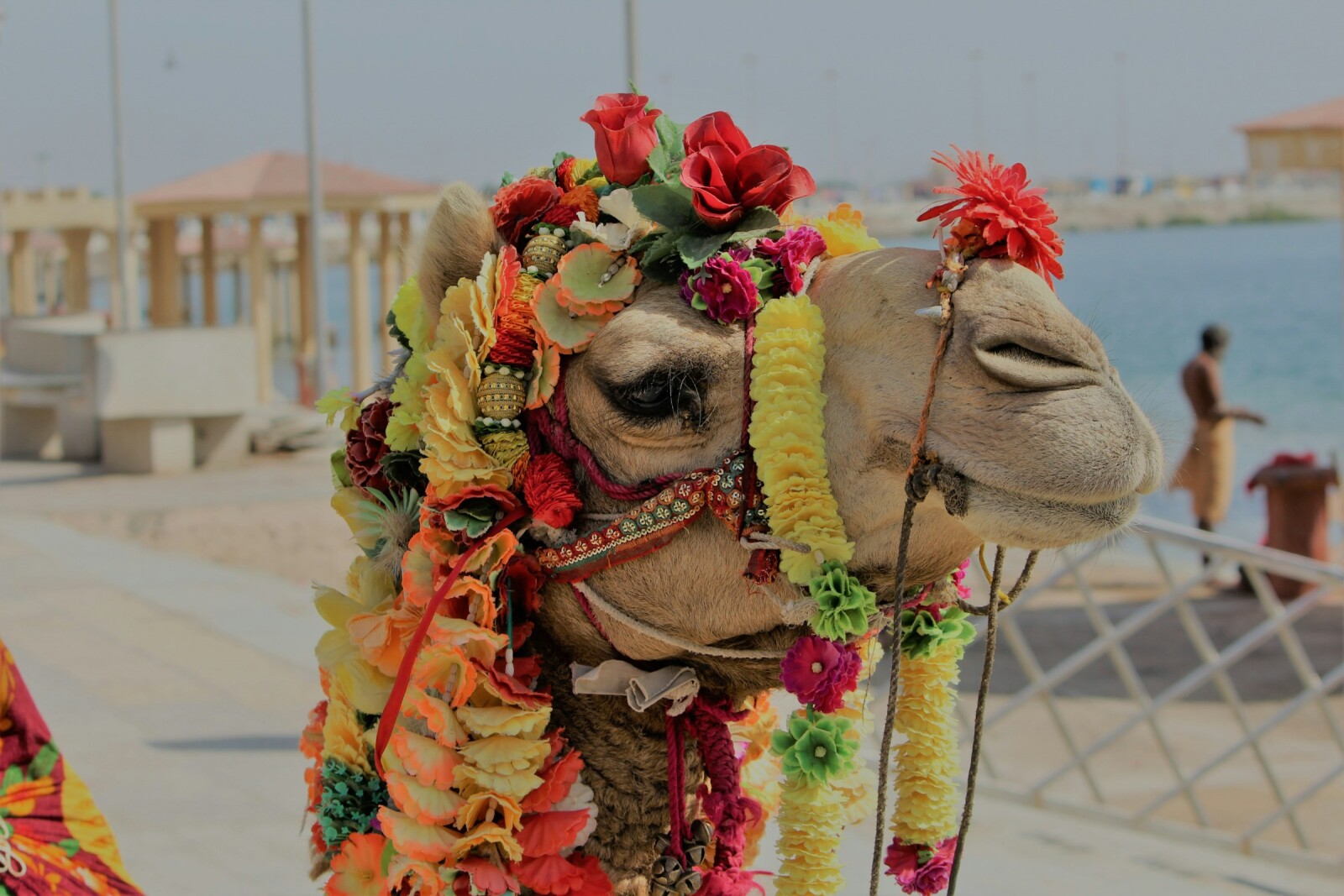верблюд в праздничных цветах