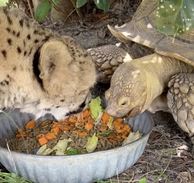 Вы когда-нибудь видели, как гепард и черепаха делят трапезу? (3 фото + видео)