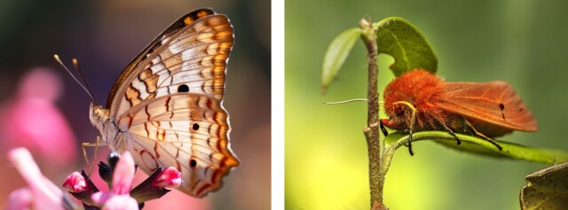 Как отличить мотылька от бабочки