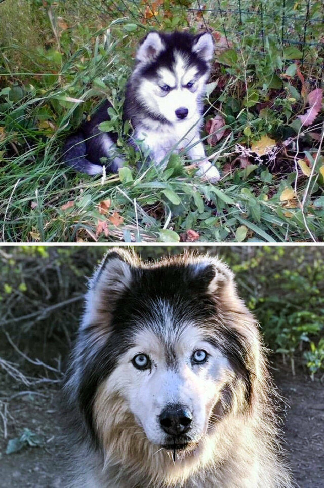 Было / стало: фотографии собак, изменившихся со временем