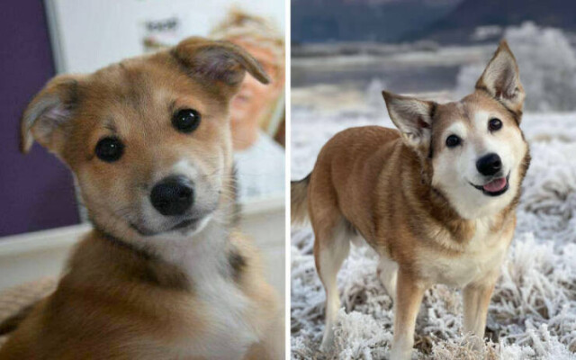 Было / стало: фотографии собак, изменившихся со временем