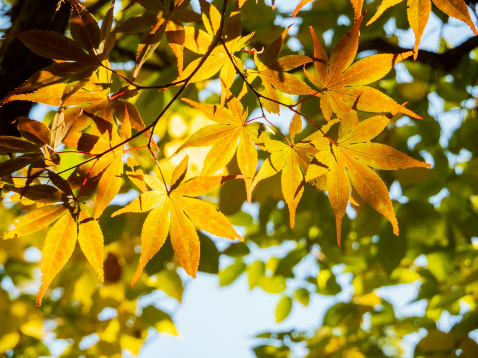 Почему желтеют листья