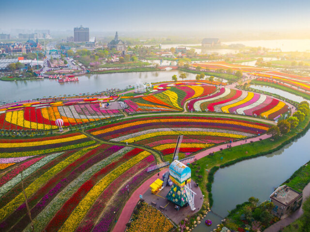 Голландия и тюльпаны — в Китае