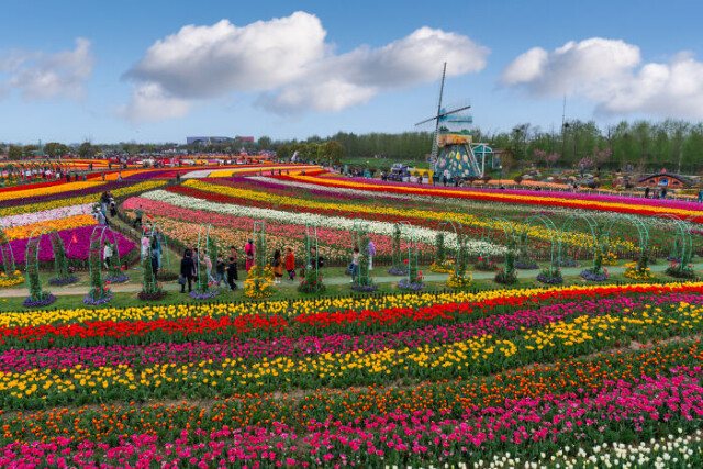Голландия и тюльпаны — в Китае