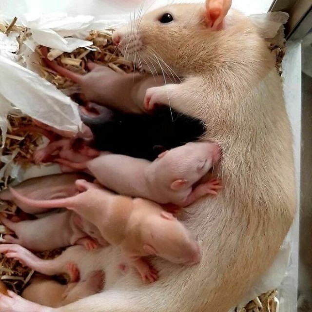 Очаровательные фотографии, просмотр которых может вызвать желание завести домашнюю крысу