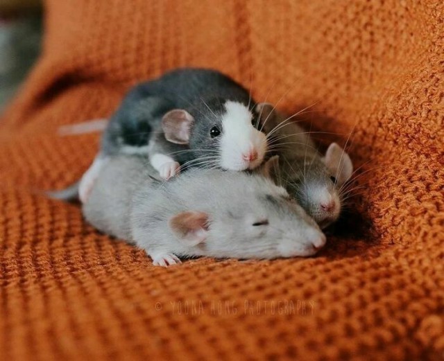 Очаровательные фотографии, просмотр которых может вызвать желание завести домашнюю крысу