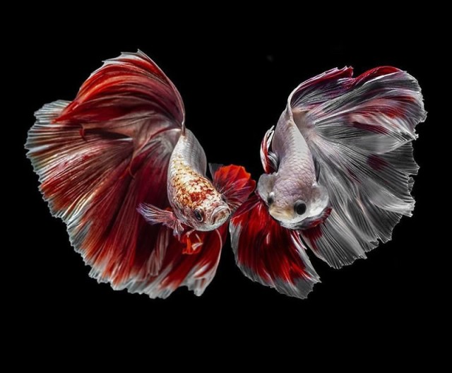 Немного аквариумной эстетики: бойцовая рыбка (16 фото)
