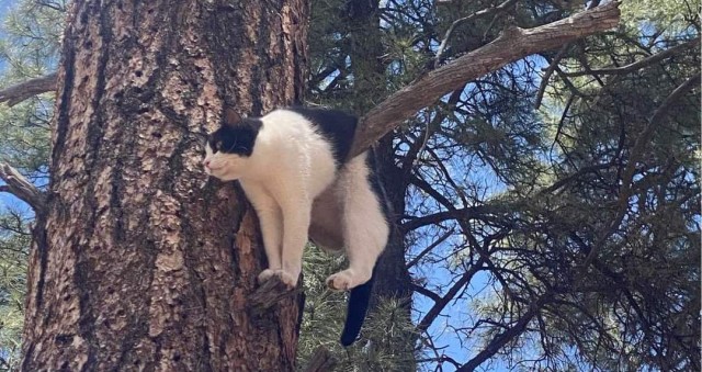 Мультяшно висящий на дереве кот был спасён в национальном парке Гранд-Каньон (3 фото)