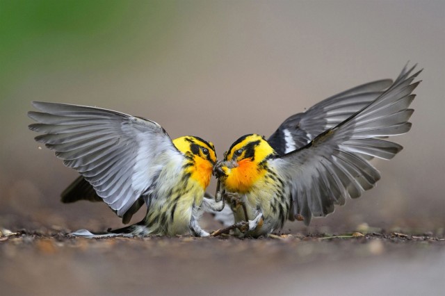 Лучшие фотографии орнитологического конкурса 2024 Audubon Bird Photography Awards (10 фото)
