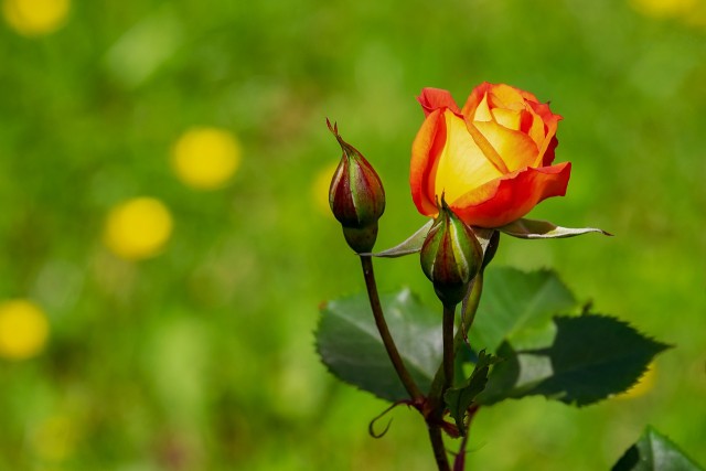 10 фактов о розах: происхождение, название, язык цветов