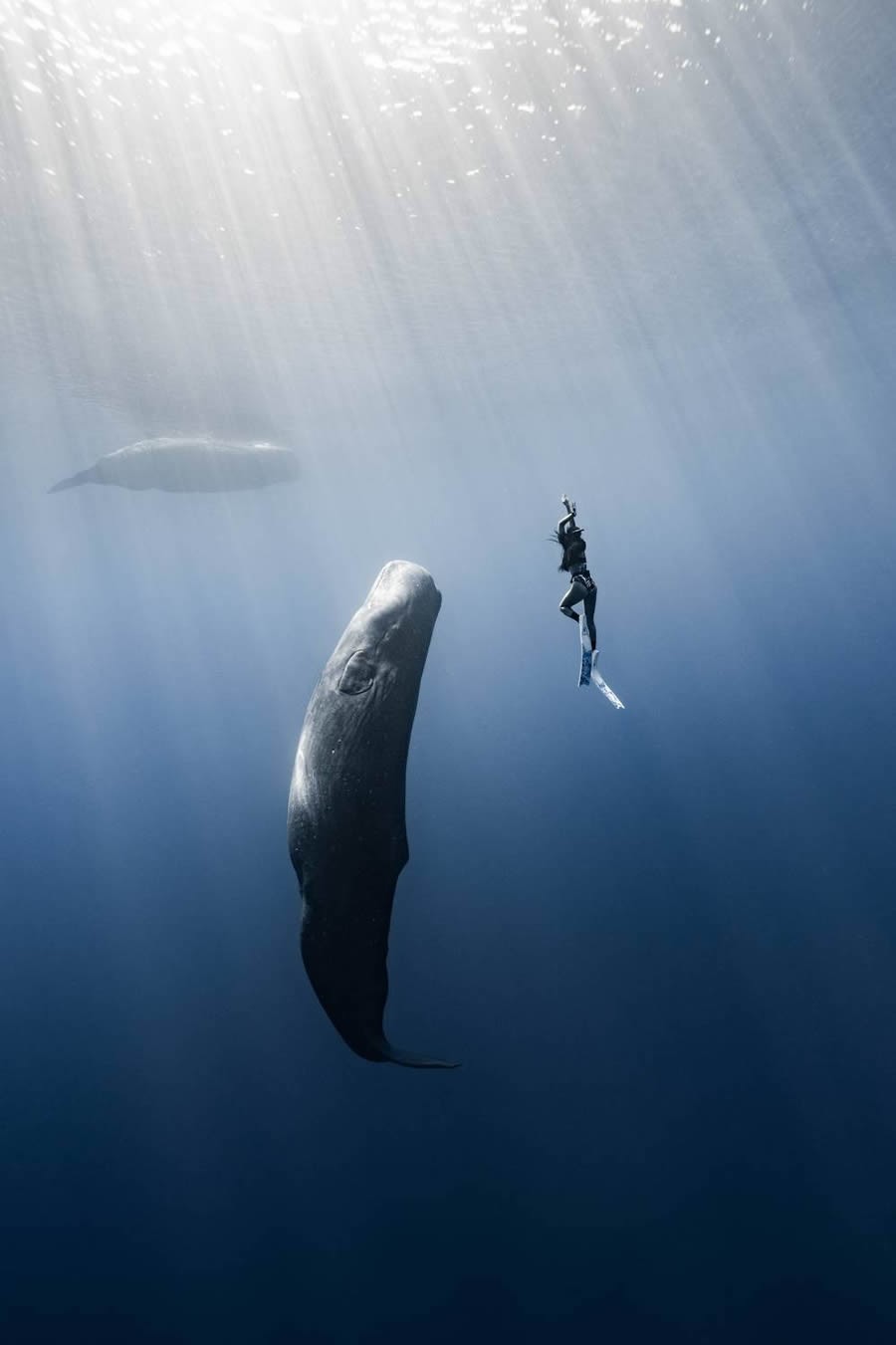 Невероятные подводные фотографии-победители конкурса 35 Photography Awards (29 фото)