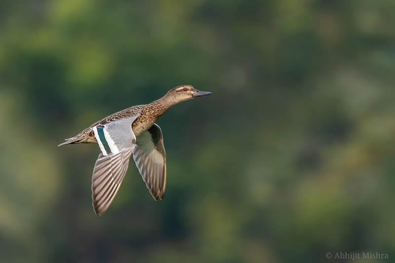 Индийский фотограф Абхиджит Мишра делает фотографии птиц, внушающие благоговейный трепет (25 фото)