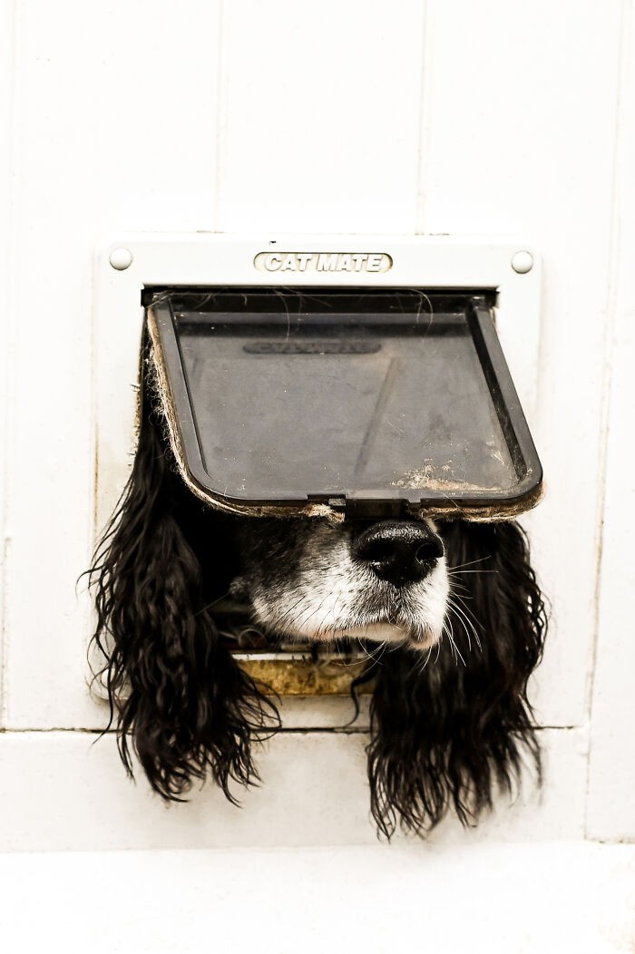 Фотографии домашних животных, сделанные в самый подходящий момент и победившие в конкурсе Comedy Pet Photo Awards 2024 (15 фото)
