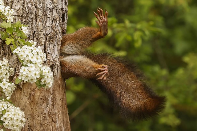 Смешные финалисты премии Nikon Comedy Wildlife Photography Awards 2024 года