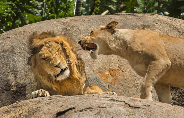 Смешные финалисты премии Nikon Comedy Wildlife Photography Awards 2024 года