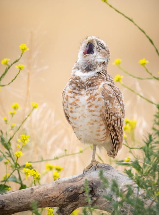 Смешные финалисты премии Nikon Comedy Wildlife Photography Awards 2024 года