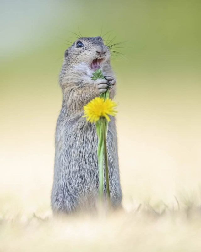 Смешные финалисты премии Nikon Comedy Wildlife Photography Awards 2024 года