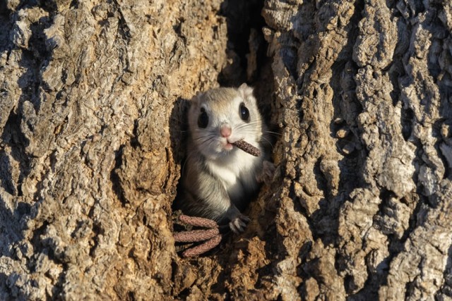 Смешные финалисты премии Nikon Comedy Wildlife Photography Awards 2024 года