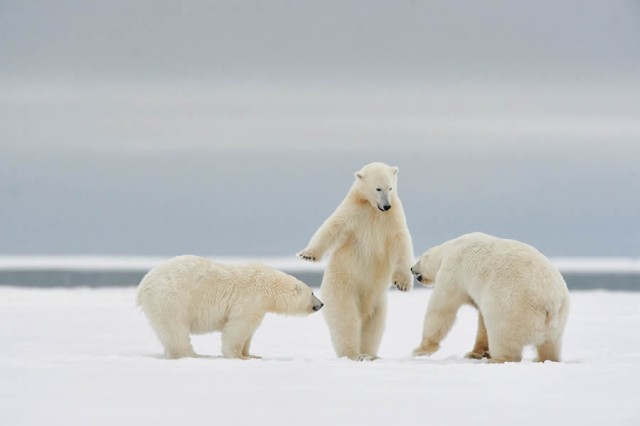 Смешные финалисты премии Nikon Comedy Wildlife Photography Awards 2024 года