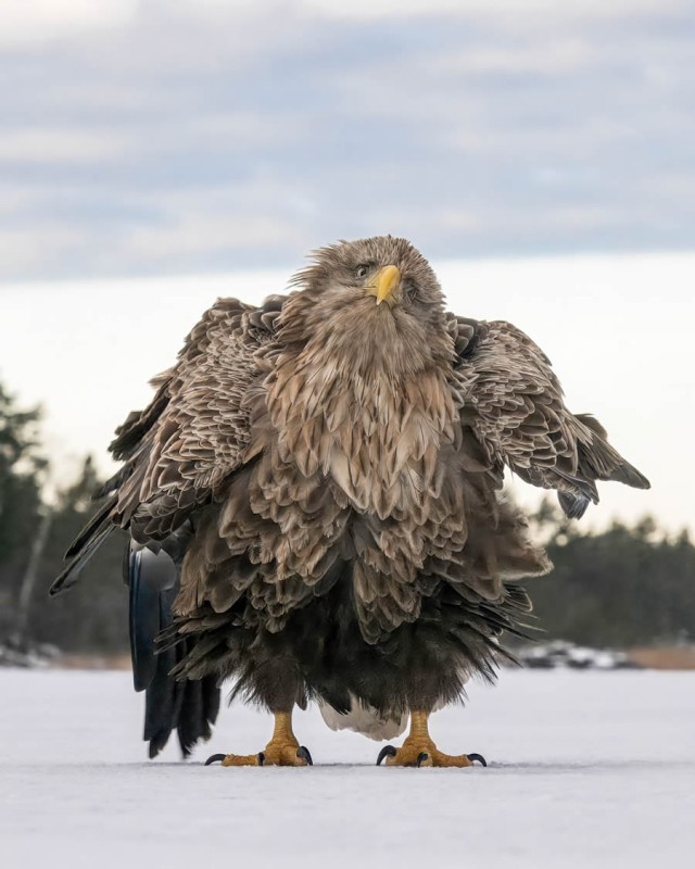 Смешные финалисты премии Nikon Comedy Wildlife Photography Awards 2024 года