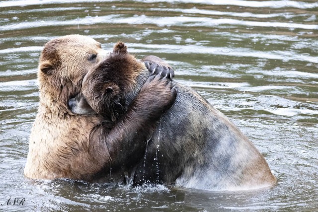 Смешные финалисты премии Nikon Comedy Wildlife Photography Awards 2024 года