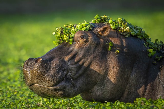 Смешные финалисты премии Nikon Comedy Wildlife Photography Awards 2024 года