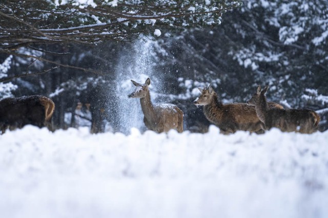 Смешные финалисты премии Nikon Comedy Wildlife Photography Awards 2024 года