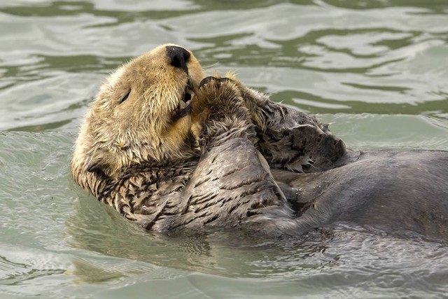 Смешные финалисты премии Nikon Comedy Wildlife Photography Awards 2024 года