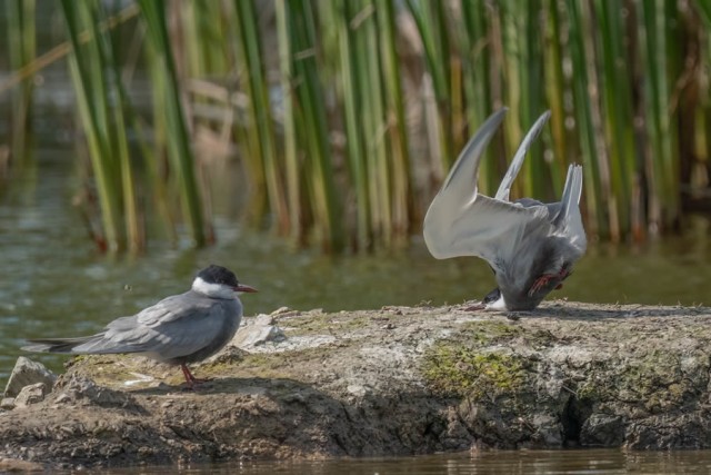 Смешные финалисты премии Nikon Comedy Wildlife Photography Awards 2024 года