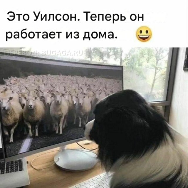 Прикольные мемы (05/11/2024)