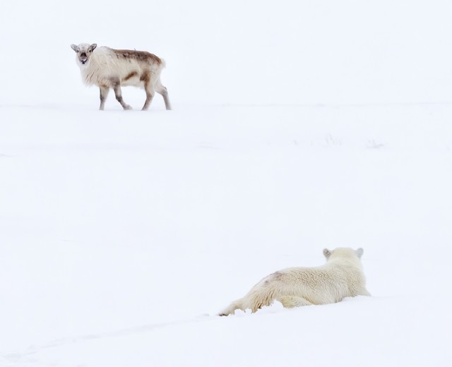 Впечатляющие фотографии живой природы, которые вам стоит увидеть