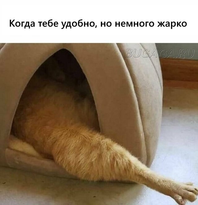 Прикольные КОТОмемы (16 фото)