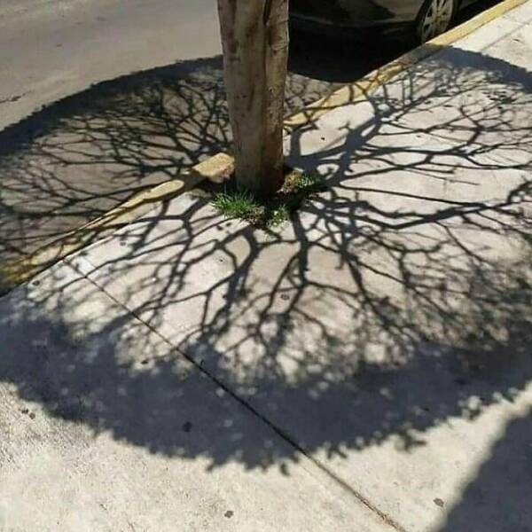 Забавное садоводство