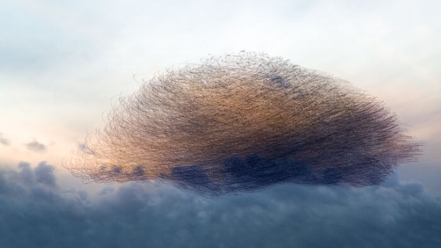 Миграция птиц, превращённая в искусство