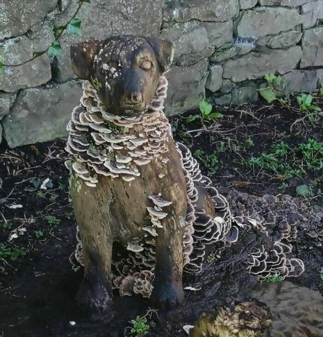 Забавное садоводство