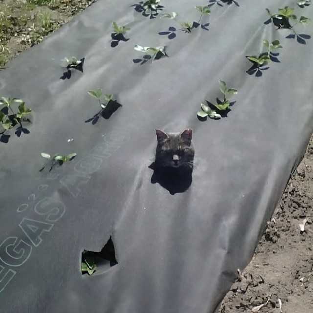 Забавное садоводство