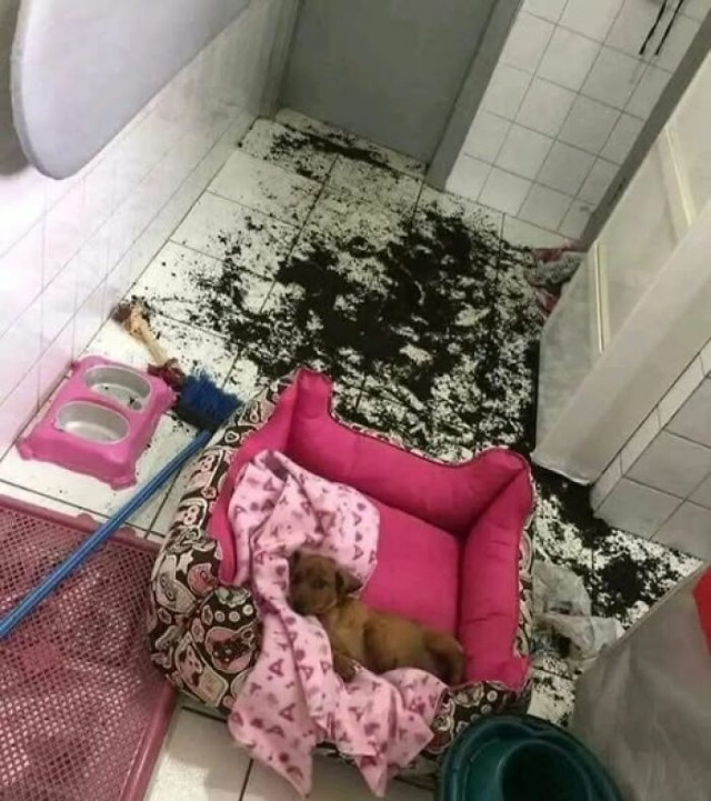 Забавные моменты с животными, неизменно вызывающие улыбку