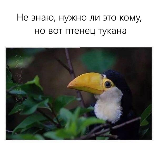 Картинки для хорошего настроения: «Этот знак означает…» (25 фото)
