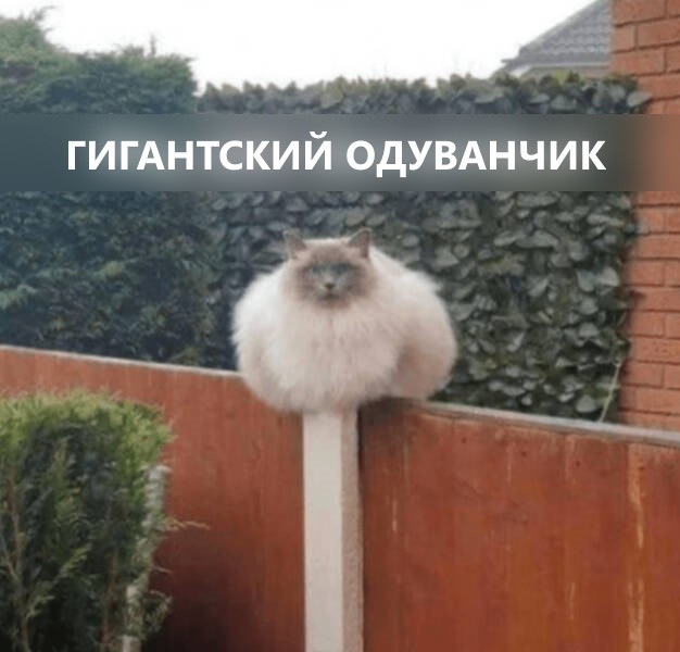 Прикольные картинки и мемы с кошками: «Гигантский одуванчик» (20 фото)