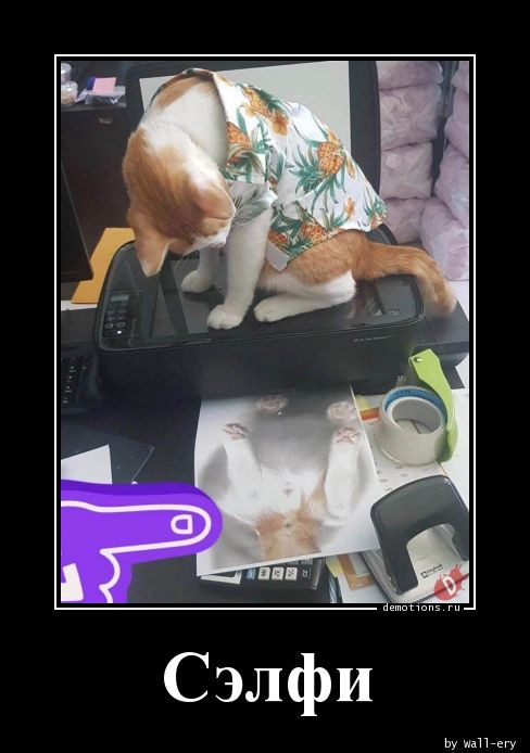 Демотиваторы для всех: «Не унывай!» (13 фото)