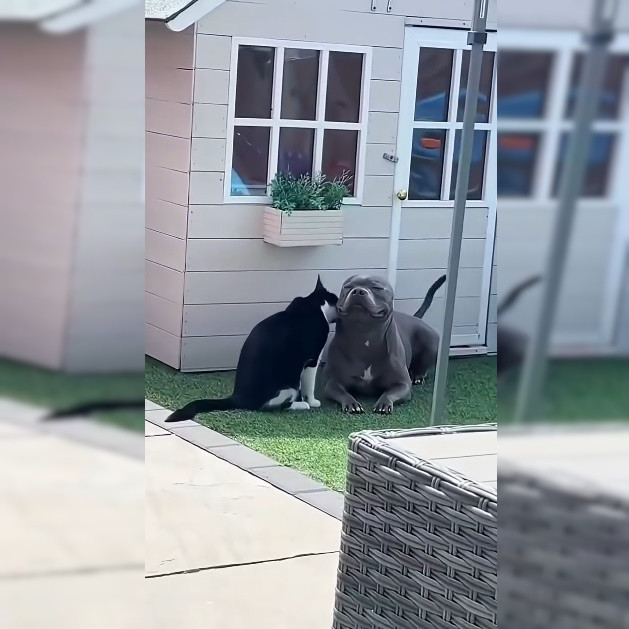 Если вам скажут: «Живут как кошка с собакой», покажите им это видео