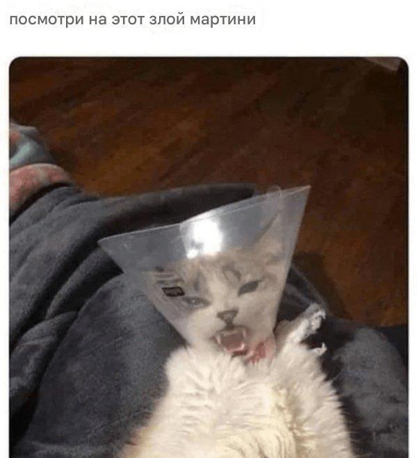 Мягкие лапки и пушистое настроение (29 фото)