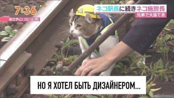 Никто не любит понедельники, даже котики. Подборка жизненных мемов о трудностях работы :)