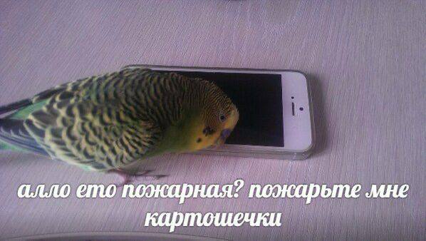 Милые и забавные мемы о домашних любимцах